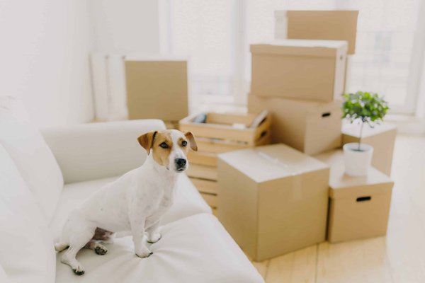 Quels sont les facteurs à considérer pour l'achat d'un matelas adapté aux douleurs lombaires?